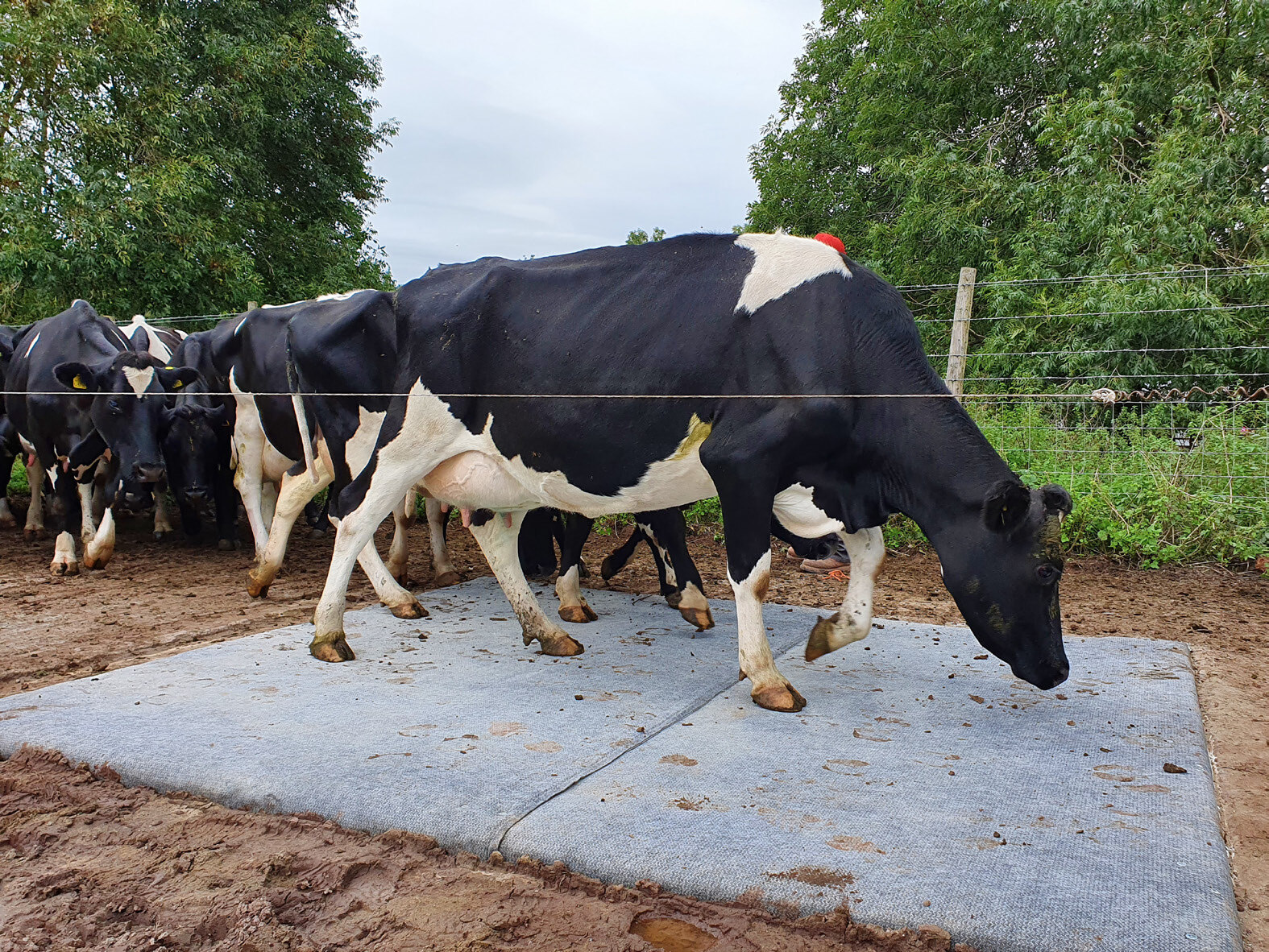 CCX-M-Dairy-Cattle-Loading-Pad-Abergavenny-Wales1